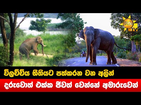 Elephant Human Issues